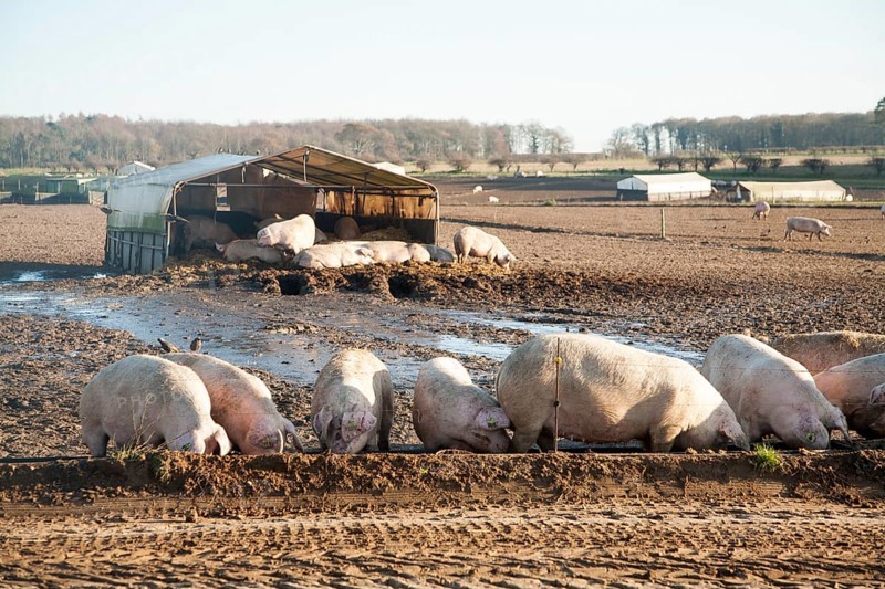 Free Range pig farming, Tunstall, Suffolk, England, UK