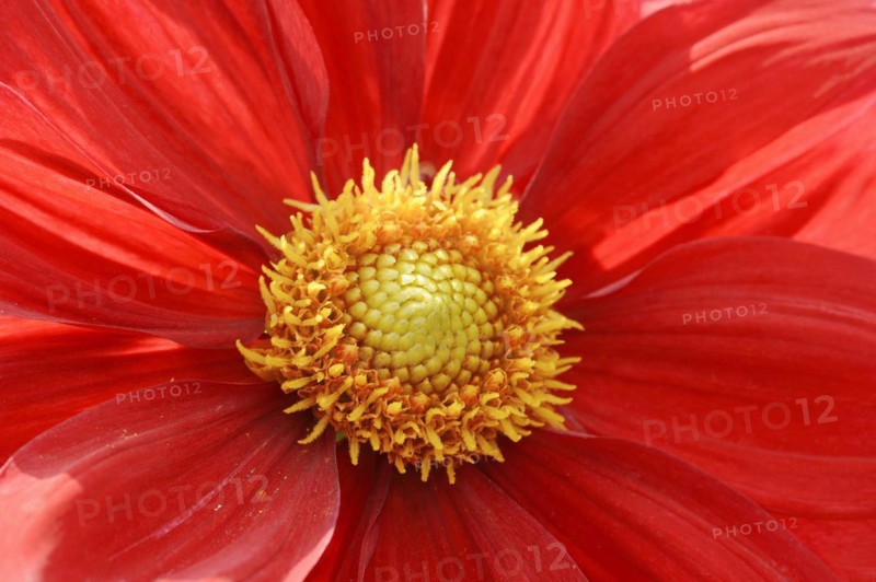 Dahlia 'Feuerrad' (Dahlia Hybride), detail of flower, ornamental plant, North Rhine-Westphalia, Germany, Europe