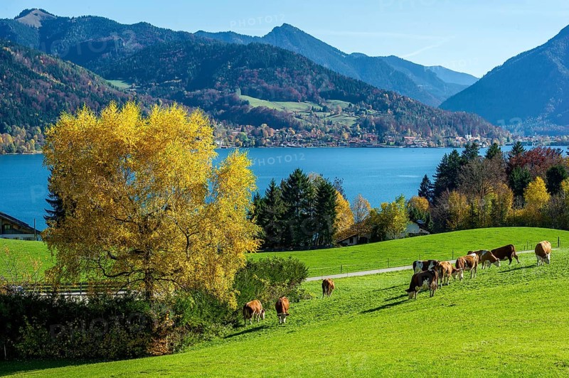 Cows on a pasture at the Tegernsee, lake and behind village and mountains, Mangfall mountains, Bavarian Prealps, Alps, Upper Bavaria, Bavaria, Germany, Europe