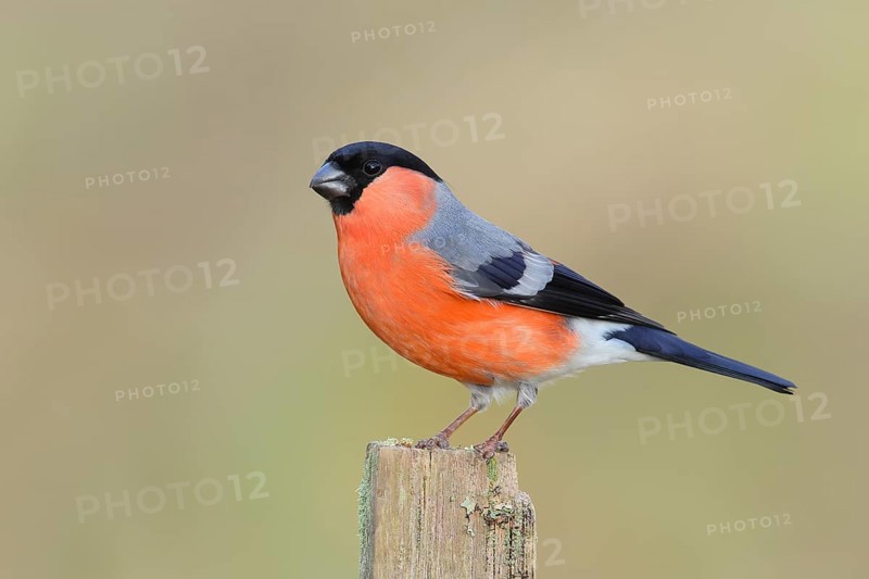 Eurasian bullfinch (Pyrrhula pyrrhula), male, sitting on an old picket fence, animals, birds, Siegerland, North Rhine-Westphalia, Germany, Europe