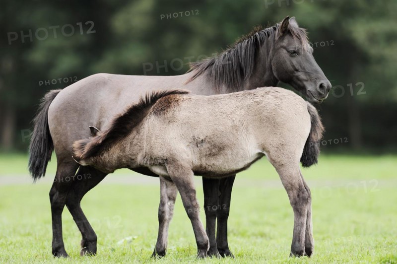 Dülmener Wildpferd, mare with foal, Merfelder Bruch, Dülmen, North Rhine-Westphalia, Germany, Europe