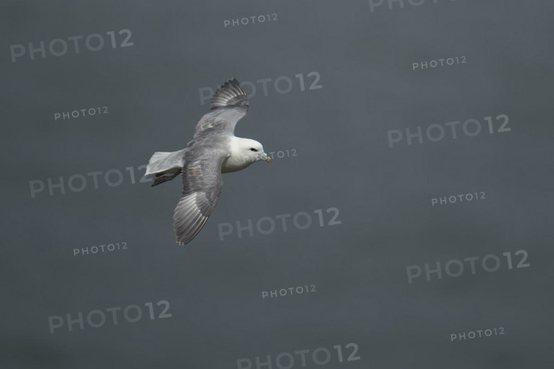 Northern fulmar (Fulmarus glacialis) adult bird in flight, Yorkshire, England, United Kingdom, Europe