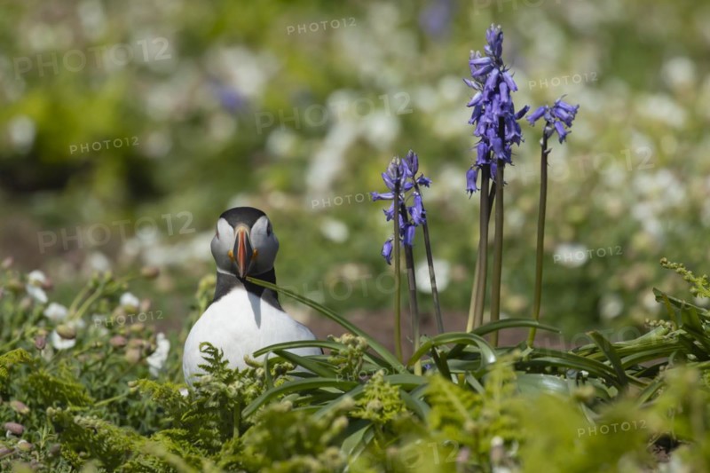 Atlantic puffin (Fratercula arctica) adult bird standing by flowering Bluebells (Hyacinthoides non-scripta), Skomer island, Wales, United Kingdom, Europe