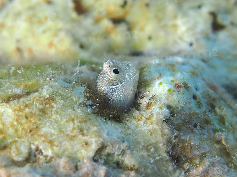 A tiny blue-bellied combfish (Alloblennius pictus), bonefish, looks out of its hiding place. Dive site House Reef, Mangrove Bay, El Quesir, Red Sea, Egypt, Africa