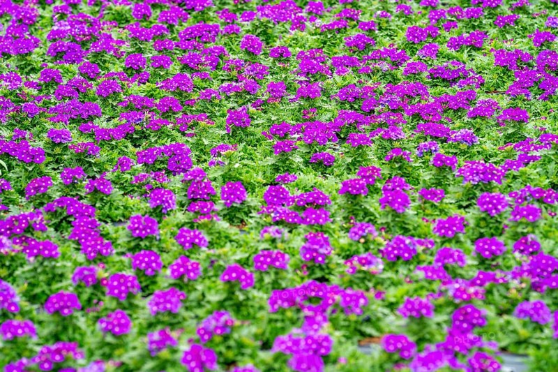 Horticultural business, greenhouse, flower pots with Kapmargerites, Osteospermum, grow up, Straelen, North Rhine-Westphalia, Germany, Europe