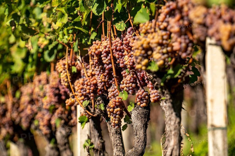 Wine growing, in the Adige Valley, near the village of Tramin on the Wine Road, South Tyrol, large areas of Gewürztraminer grapes, Italy, Europe