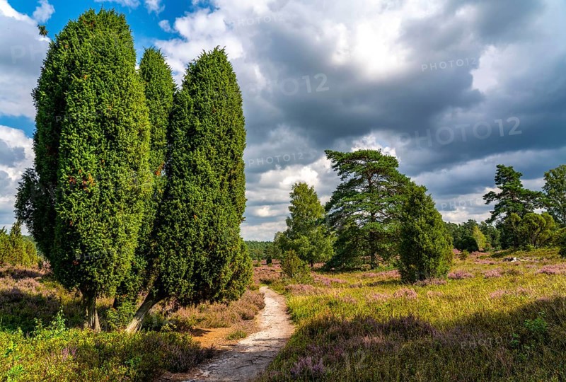 Heather blossom of the heather, in the Büsenbach valley, Lüneburg Heath nature reserve, Lower Saxony, Germany, Europe
