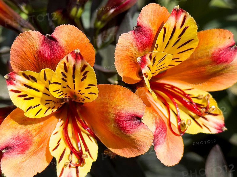 Peruvian lily, Peruvian lily (Alstroemeria aurea)