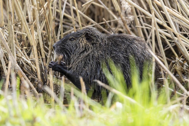 Nutria (Myocastor coypus), beaver rat, foraging in reeds, wildlife, Germany, Europe