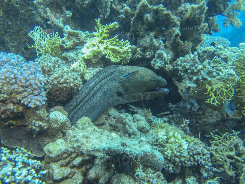 Giant Moray moray (Gymnothorax javanicus), dive site Siyul Kebir Reef, Red Sea, Egypt, Africa