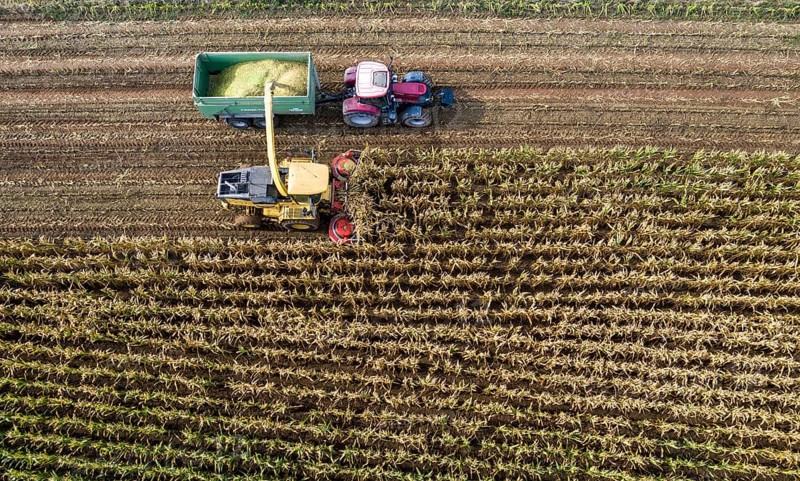 Maize harvest, combine harvester, chopper works its way through a maize field, the silage is pumped directly into a trailer, serves as cattle feed, Lower Rhine, Rees, North Rhine-Westphalia, Germany, Europe
