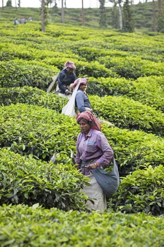 Indian tea pickers on a tea plantation, Thekkady, Kerala, India, Asia
