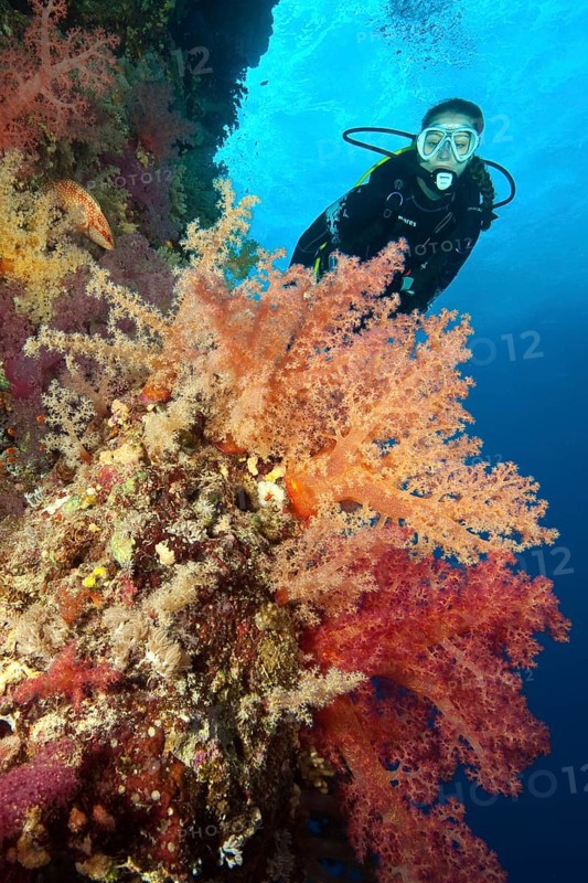 Female diver looking at reef wall drop off of colourful coral reef with soft corals (Dendronephthya), Red Sea, dive site Elphinstone Reef Reef, Egypt, Africa