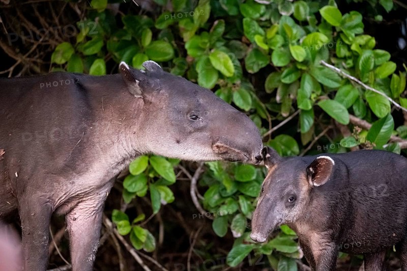 Baird's tapir (Tapirus bairdii), mother and young, in the rainforest, Corcovado National Park, Osa, Puntarena Province, Costa Rica, Central America