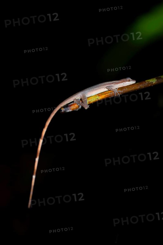 Anolis (Anolis) sitting on a stem at night, at night in the tropical rainforest, Refugio Nacional de Vida Silvestre Mixto Bosque Alegre, Alajuela province, Costa Rica, Central America