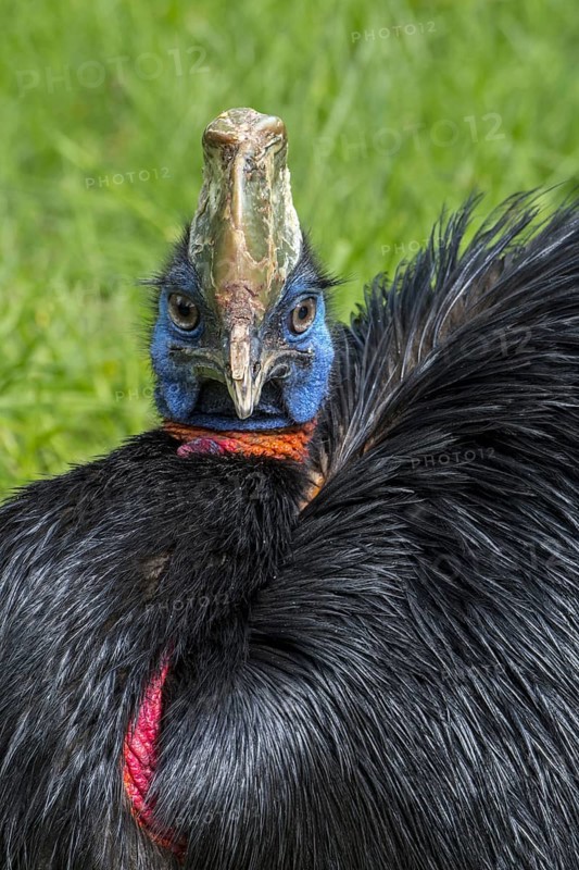 Northern cassowary (Casuarius unappendiculatus), one-wattled cassowary, single-wattled cassowary flightless bird native to northern New Guinea