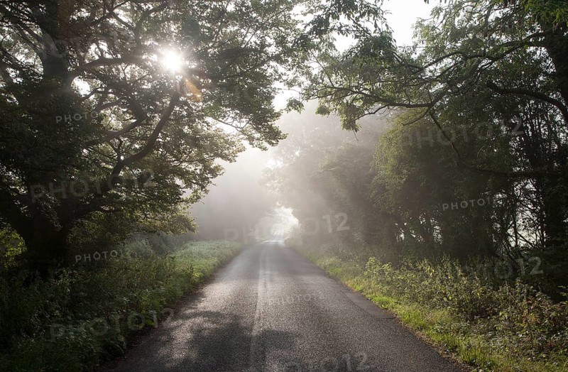 Misty autumn morning with trees lining quiet country road at Compton Bassett, near Calne, Wiltshire, England, UK