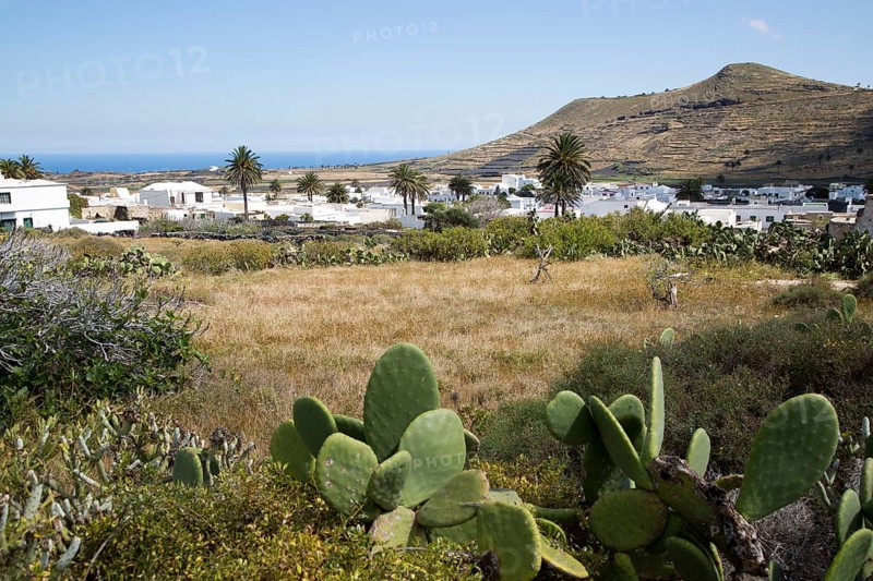 View over cactus plants and whitewashed houses, village of Maguez, Lanzarote, Canary Islands, Spain, Europe