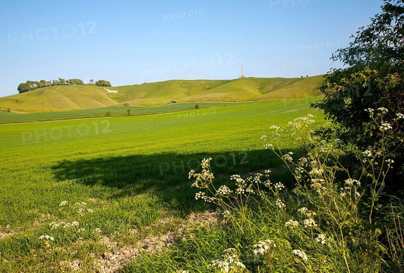 Scarp slope of White Horse on Cherhill Down and Lansdowne monument, Cherhill, Wiltshire, England, United Kingdom, Europe