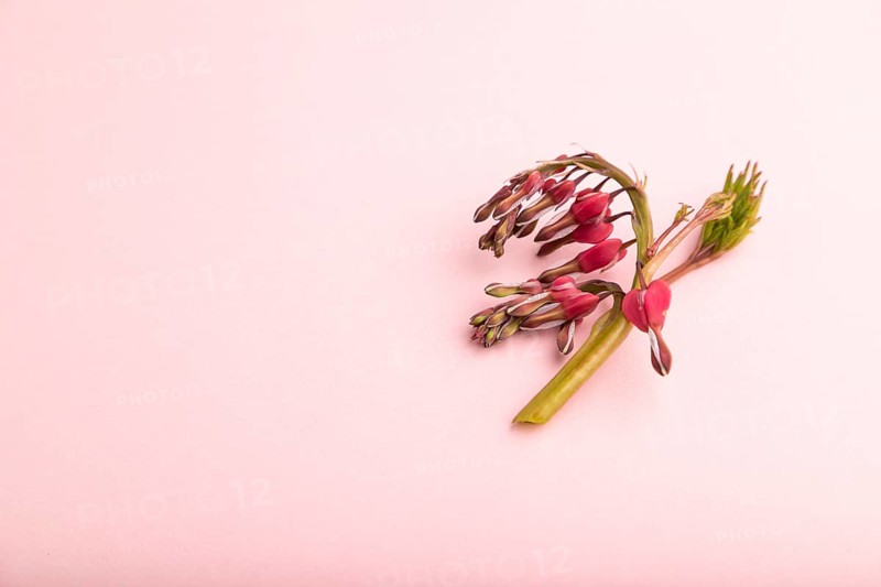 Bleeding heart, dicentra flowers on pink pastel background. side view, copy space, still life. Beauty, spring, summer concept