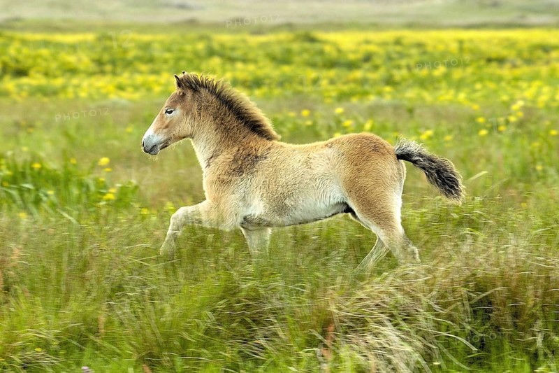 Exmoor pony, Texel Island, Texel Island, Netherlands