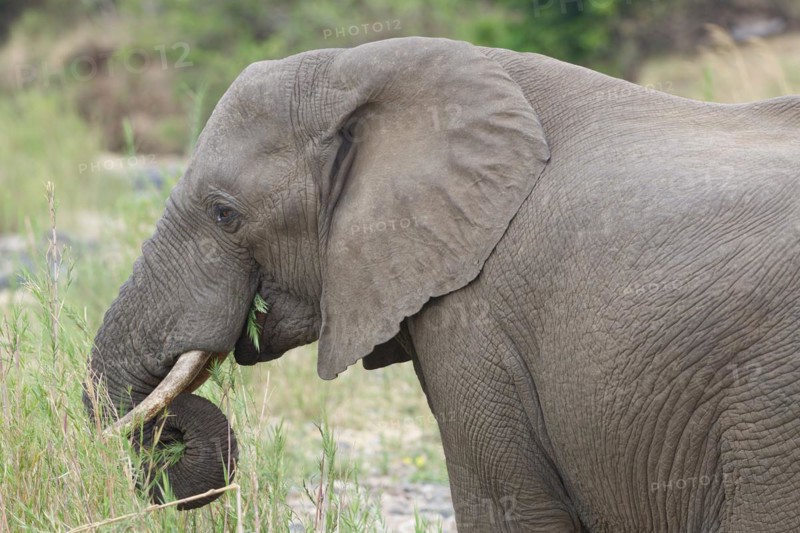African bush elephant (Loxodonta africana), adult male feeding on reeds in the bed of the Olifants River, head close-up, Kruger National Park, South Africa, Africa