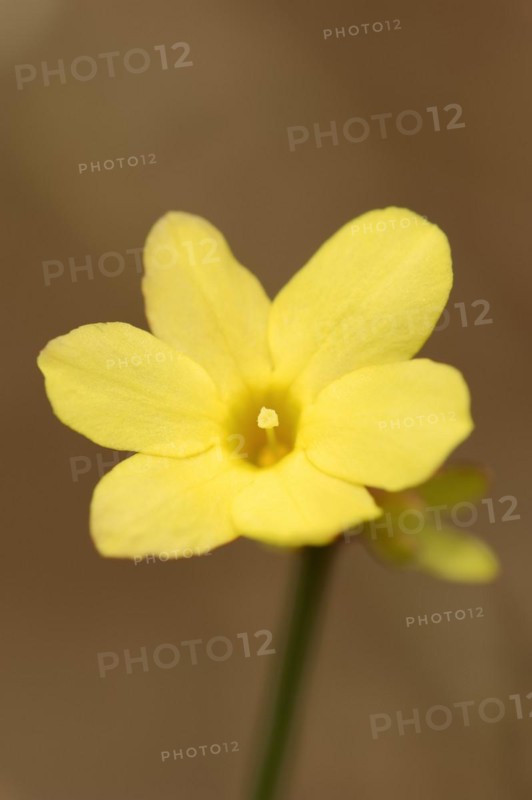 True winter jasmine or winter jasmine (Jasminum nudiflorum, Jasminum sieboldianum), flower, ornamental plant, North Rhine-Westphalia, Germany, Europe