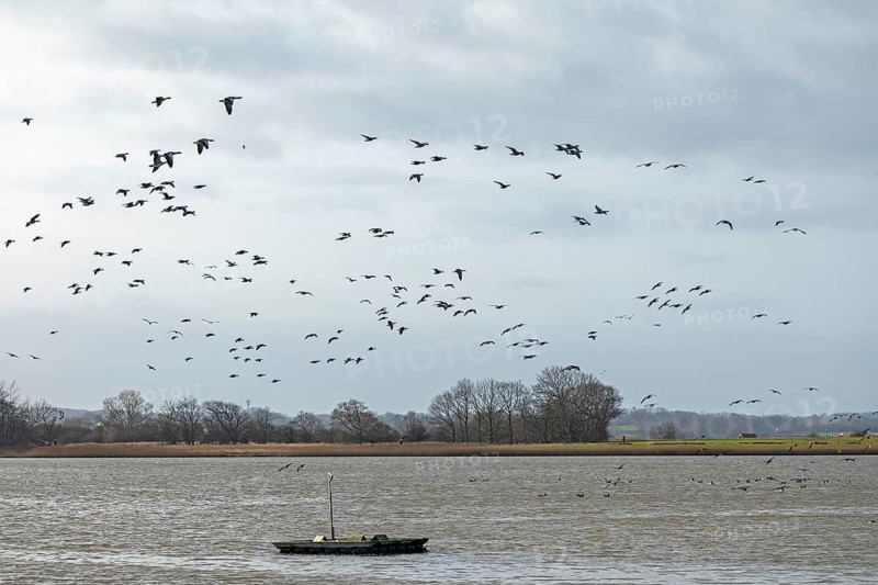 Boat, wild geese in flight, Goldhöft, Geltinger Birk, Gelting, Schleswig-Holstein, Germany, Europe