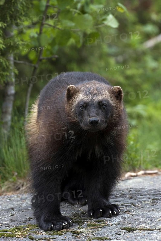 Wolverine, wolverine, (Gulo gulo), bear marten, Järv, Sweden, Sweden, Europe