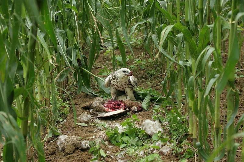 Gerfalcon Saker Falcon (Falco rusticolus, Falco cherrug) young hybrid mating bird with mallard (Anas platyrhynchos) in corn field, Allgäu, Bavaria, Germany, Allgäu, Bavaria, Germany, Europe