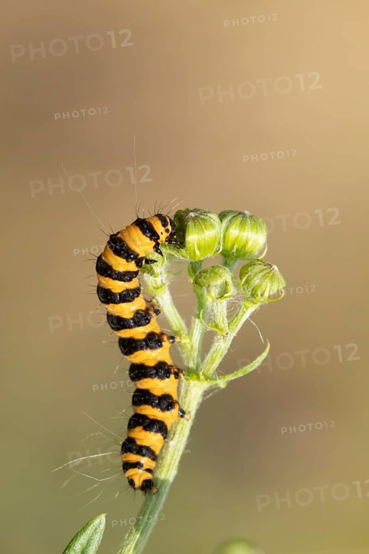 Cinnabar moth (Tyria jacobaeae) adult caterpillar feeding on a Ragwort flower, Suffolk, England, United Kingdom, Europe