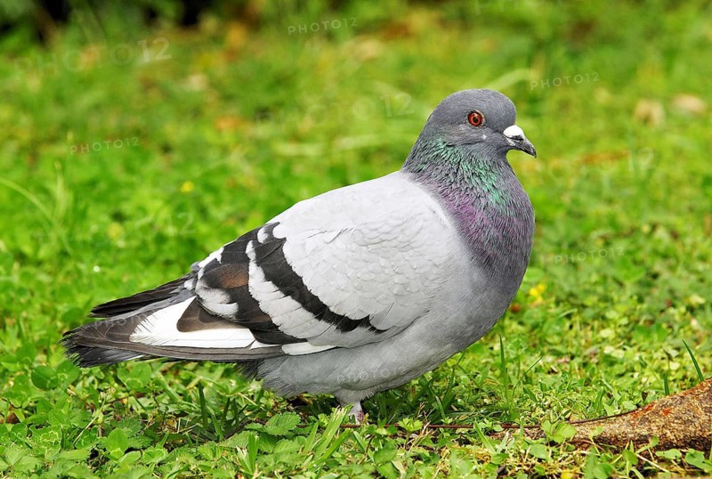 Rock Pigeon, Columba livia, Madeira, Madeira, Portugal, Europe