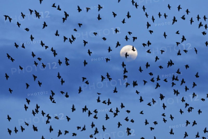 Flock of starlings in flight in front of full moon, Switzerland, Europe