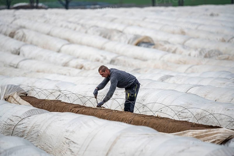 Asparagus harvest in the Rhineland, asparagus pickers at work in an asparagus field covered with plastic sheeting to allow the asparagus to grow better in the cold spring, Dormagen-Broich, North Rhine-Westphalia, Germany, Europe