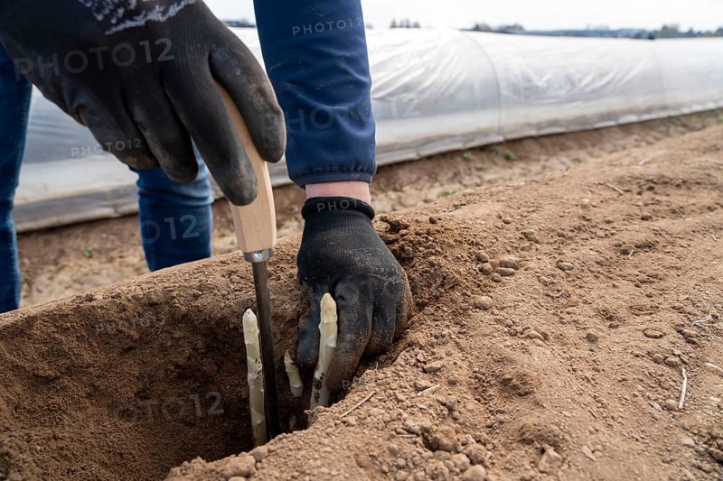Asparagus harvest in the Rhineland, asparagus pickers at work in an asparagus field covered with plastic sheeting to allow the asparagus to grow better in the cold spring, Dormagen-Broich, North Rhine-Westphalia, Germany, Europe