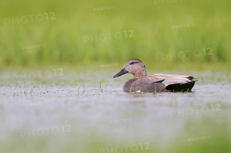 Gadwall (Mareca strepera) male, male Gadwall, Lower Saxony, Germany, Europe