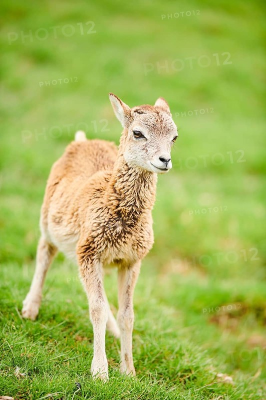 European mouflon (Ovis aries musimon) youngster standing on a meadow, tirol, Kitzbühel, Wildpark Aurach, Austria, Europe