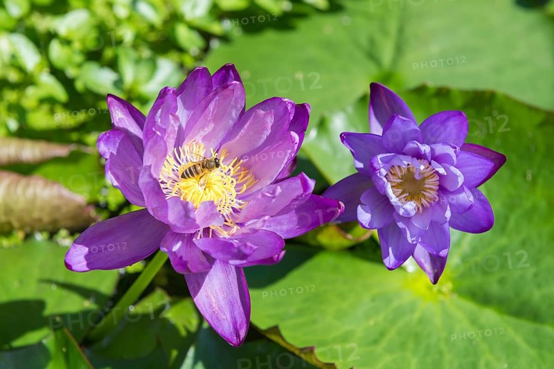 Blue-purple coloured tropical water lily, Gigantea Dark Purple, honey bee (Apis mellifera) Baden-Württemberg, Germany, Europe