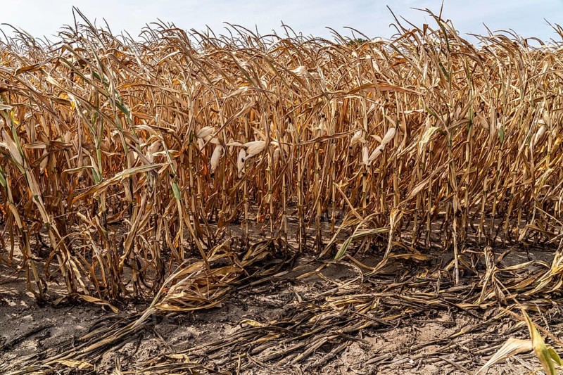 Corn field dried up and only low grown, small corn cobs, due to the summer drought, drought, near Goch on the Lower Rhine, North Rhine-Westphalia, Germany, Europe