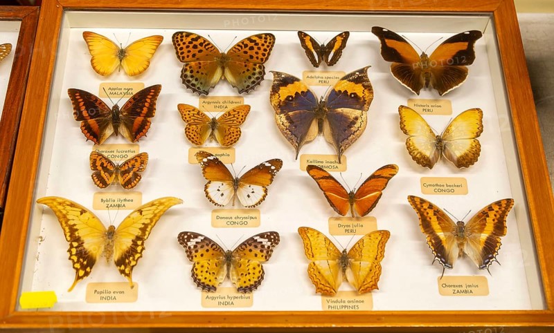 Mounted tropical butterflies in display case identified by Latin scientific name from Malaysia, India, Peru, Congo, Formosa Indonesia, Zambia, Philippines, Asia