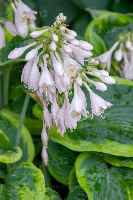 Blossoms of a hosta (Hosta), North Rhine-Westphalia, Germany, Europe