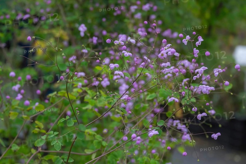 Meadow-rue (Thalictrum), North Rhine-Westphalia, Germany, Europe