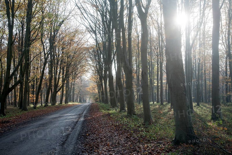 Road passing by brown beech tree autumn leaves through Savernake Forest, Wiltshire, England, UK