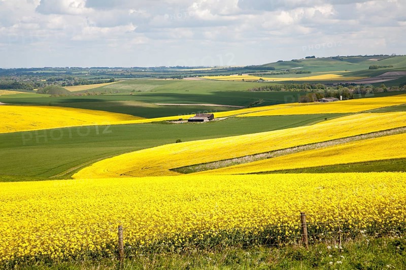 Chalk upland summer farming landscape on the Marlborough Downs, near Beckhampton, Wiltshire, England, United Kingdom, Europe