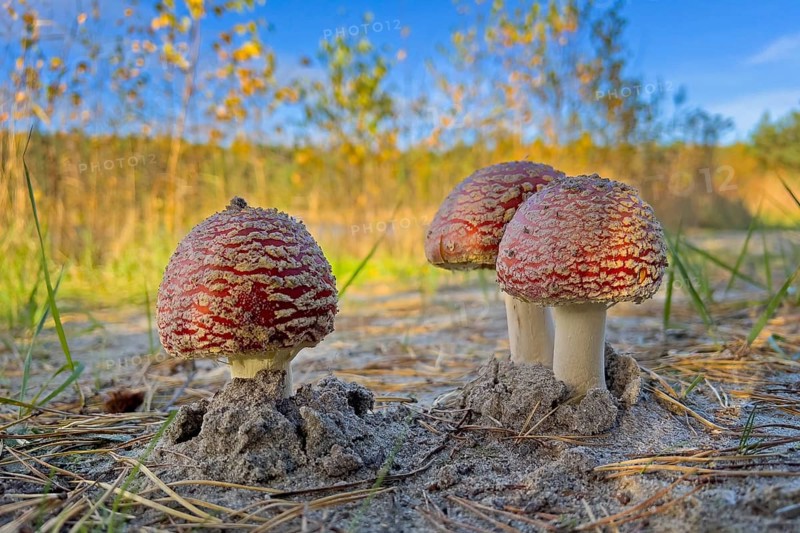 Red fly agaric (Amanita muscaria), poisonous mushroom, red cap with white spots, lucky mushroom, fruiting body, poisonous alkaloids muscimol and ibotenic acid, beadling relative, lamellae, spore dust, occurrence in coniferous and deciduous forests, poisoning, mushroom counselling, deep dump, post-mining landscape, Saxony-Anhalt, Germany, Europe