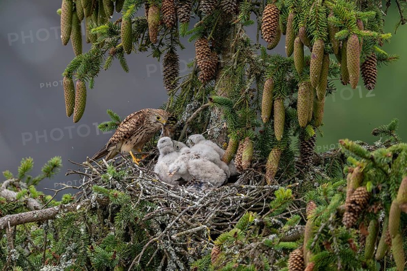 Common kestrel (Falco tinnunculus), female adult bird, feeding young birds not yet ready to fly, in the nest with a mouse, Rhineland-Palatinate, Germany, Europe