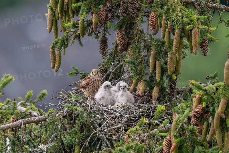 Common kestrel (Falco tinnunculus), female adult bird with young birds not yet ready to fly in the nest, Rhineland-Palatinate, Germany, Europe
