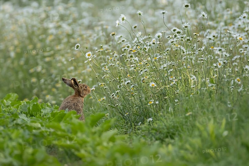Brown hare (Lepus europaeus) adult animal on the edge of a farmland sugar beet field in the summer with flowering Oxeye daisies in the field margin, Suffolk, England United Kingdom