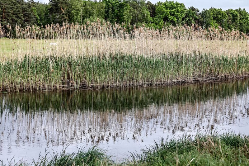 Unregulated natural course of the Spree, Mönchwinkel, 16 05 2023