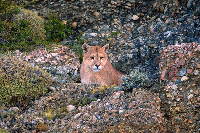 Cougar (Felis concolor patagonica) wbl. Torres del Paine NP, Chile, Torres del Paine NP, South America